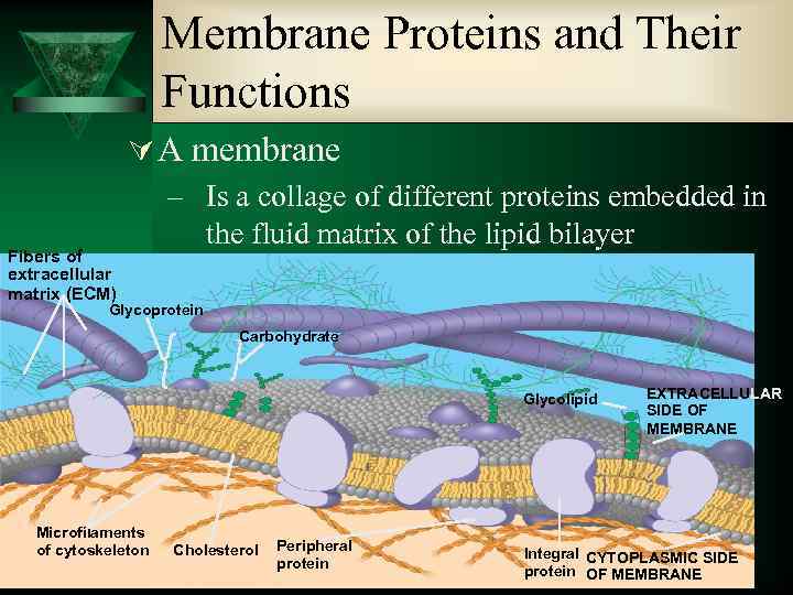 Membrane Proteins and Their Functions Fibers of extracellular matrix (ECM) Ú A membrane –