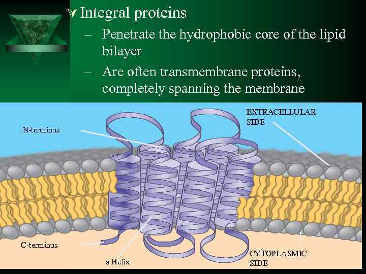 Ú Integral proteins – Penetrate the hydrophobic core of the lipid bilayer – Are