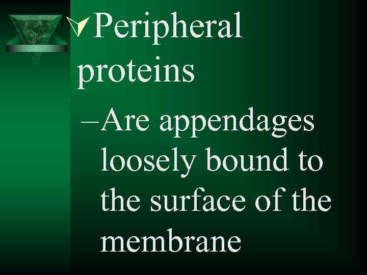 ÚPeripheral proteins – Are appendages loosely bound to the surface of the membrane 