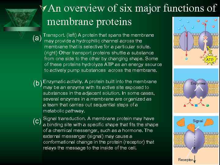 ÚAn overview of six major functions of membrane proteins A protein (a) Transport. (left)hydrophilicthat