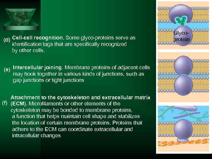 (d) Cell-cell recognition. Some glyco-proteins serve as identification tags that are specifically recognized by