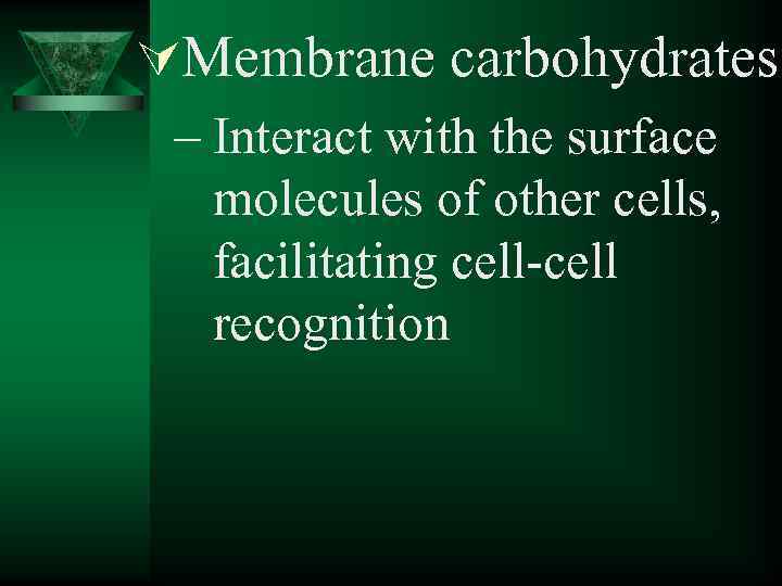 ÚMembrane carbohydrates – Interact with the surface molecules of other cells, facilitating cell-cell recognition