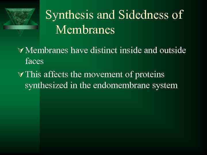 Synthesis and Sidedness of Membranes Ú Membranes have distinct inside and outside faces Ú