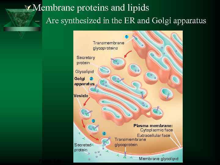 Ú Membrane proteins and lipids – Are synthesized in the ER and Golgi apparatus