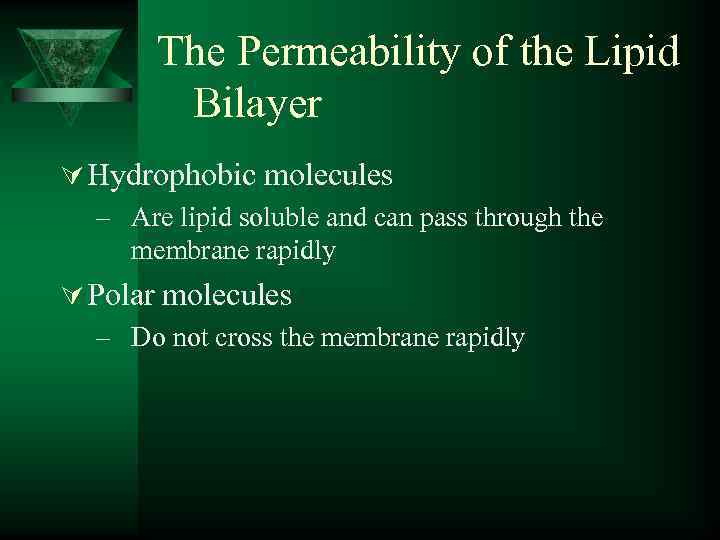 The Permeability of the Lipid Bilayer Ú Hydrophobic molecules – Are lipid soluble and