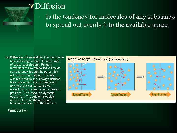 Ú Diffusion – Is the tendency for molecules of any substance to spread out