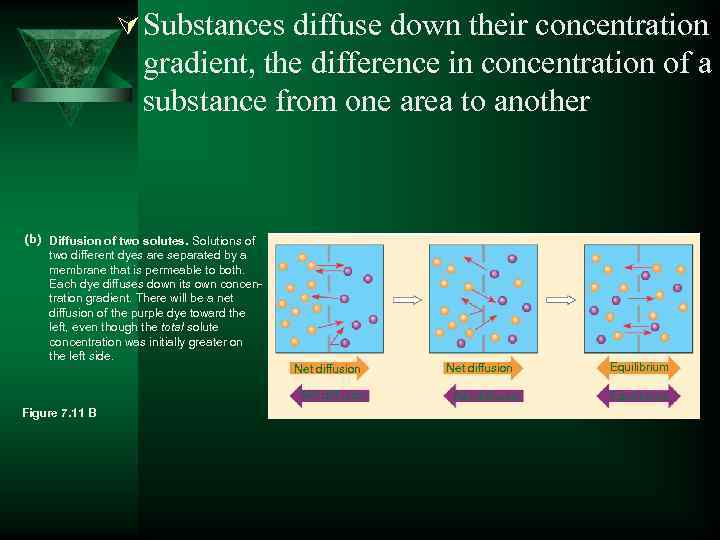 Ú Substances diffuse down their concentration gradient, the difference in concentration of a substance