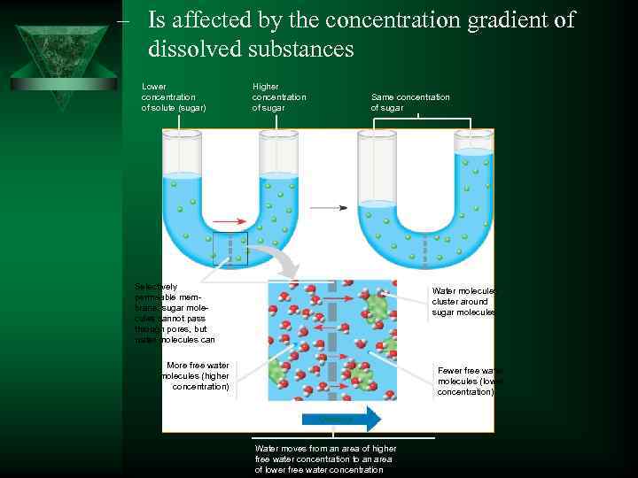 – Is affected by the concentration gradient of dissolved substances Lower concentration of solute