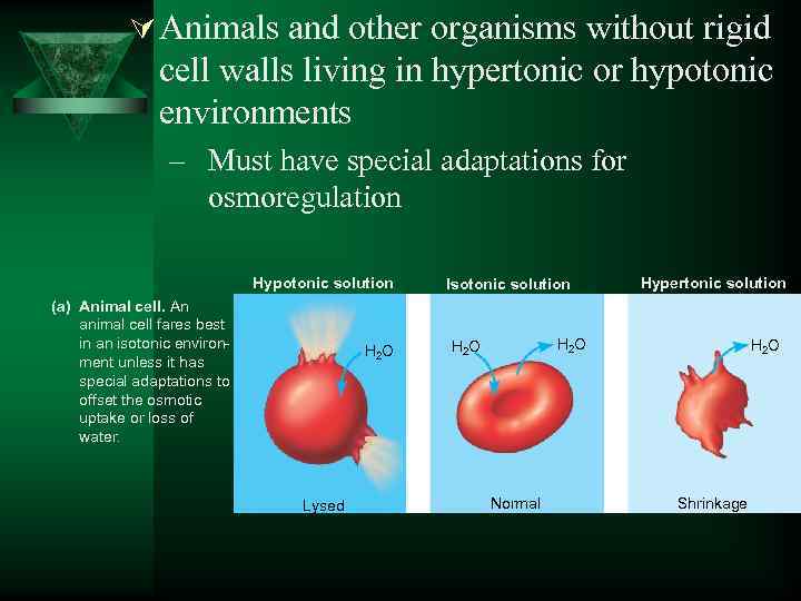 Ú Animals and other organisms without rigid cell walls living in hypertonic or hypotonic
