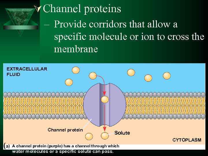 ÚChannel proteins – Provide corridors that allow a specific molecule or ion to cross