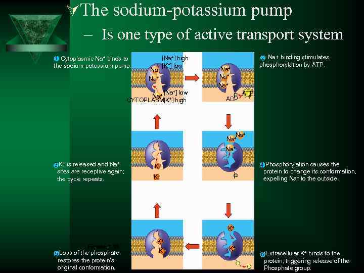 ÚThe sodium-potassium pump – Is one type of active transport system 1 Cytoplasmic Na+