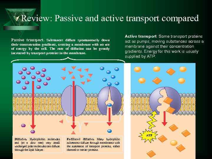 Ú Review: Passive and active transport compared Passive transport. Substances diffuse spontaneously down their