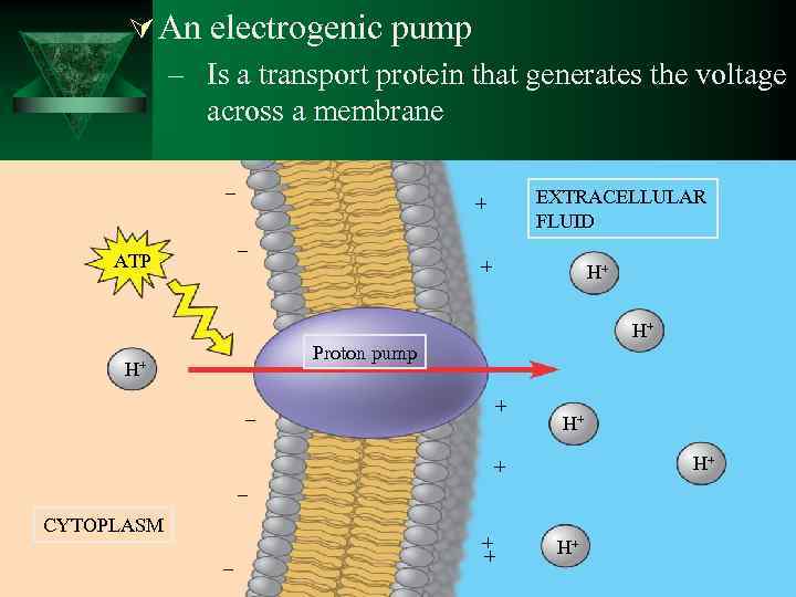 Ú An electrogenic pump – Is a transport protein that generates the voltage across