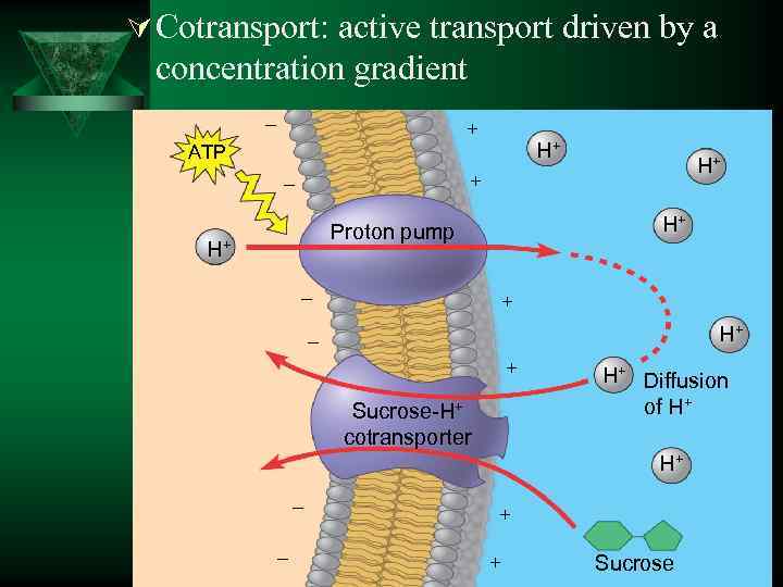 Ú Cotransport: active transport driven by a concentration gradient – + H+ ATP H+