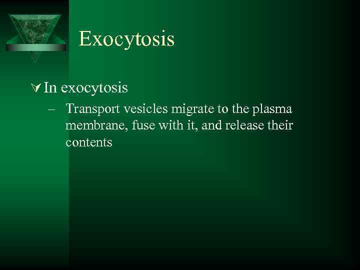 Exocytosis Ú In exocytosis – Transport vesicles migrate to the plasma membrane, fuse with