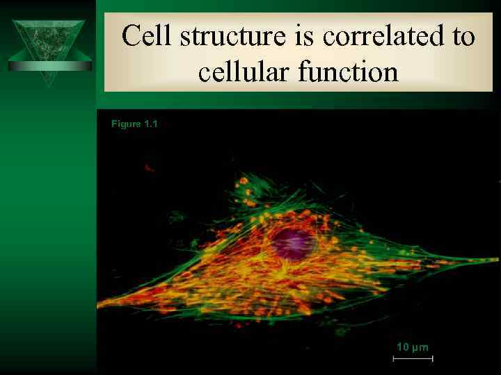 Cell structure is correlated to cellular function Figure 1. 1 10 µm 