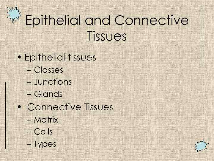 Epithelial and Connective Tissues • Epithelial tissues – Classes – Junctions – Glands •