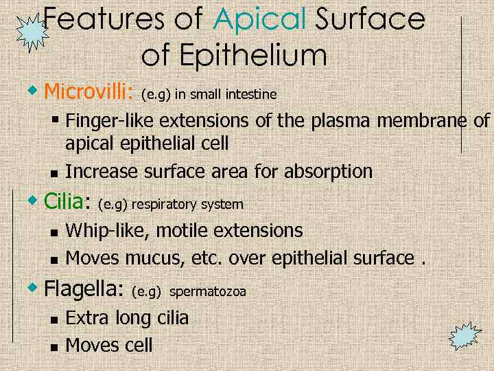 Features of Apical Surface of Epithelium w Microvilli: (e. g) in small intestine §