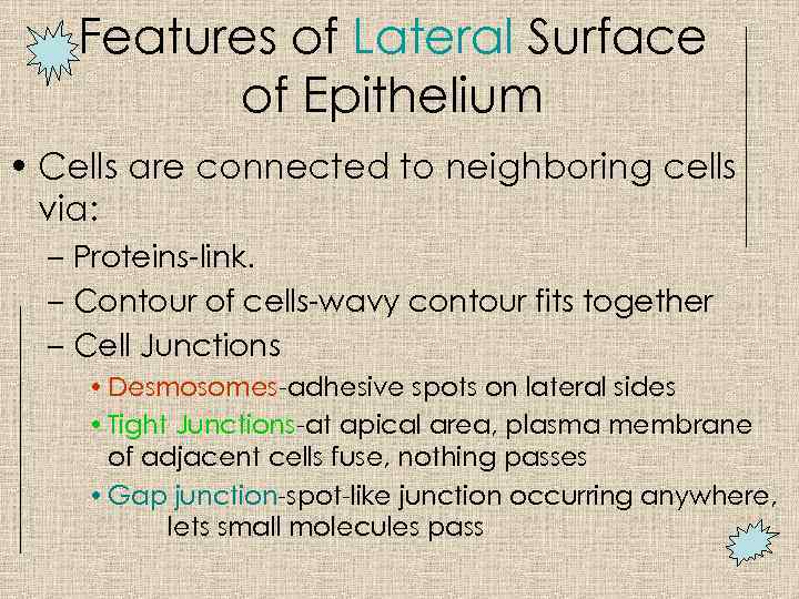 Features of Lateral Surface of Epithelium • Cells are connected to neighboring cells via: