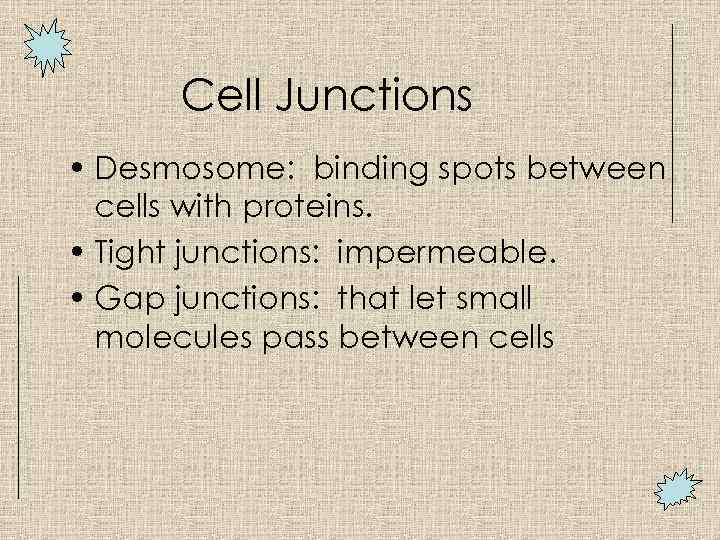 Cell Junctions • Desmosome: binding spots between cells with proteins. • Tight junctions: impermeable.