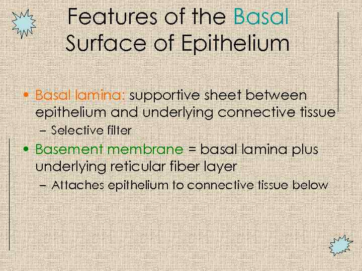 Features of the Basal Surface of Epithelium • Basal lamina: supportive sheet between epithelium