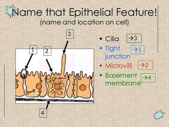 Name that Epithelial Feature! (name and location on cell) 3 1 2 4 •