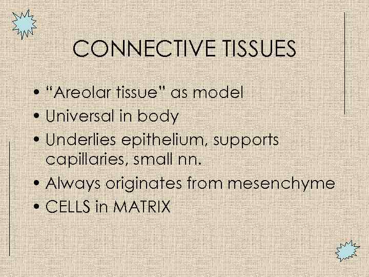 CONNECTIVE TISSUES • “Areolar tissue” as model • Universal in body • Underlies epithelium,