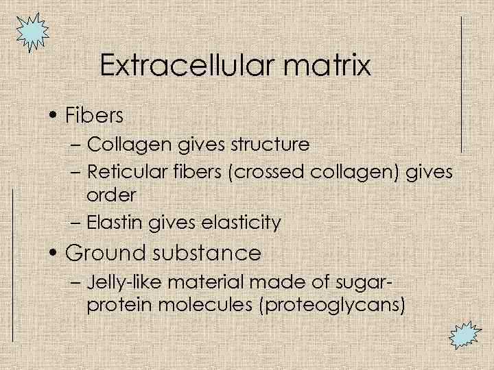 Extracellular matrix • Fibers – Collagen gives structure – Reticular fibers (crossed collagen) gives