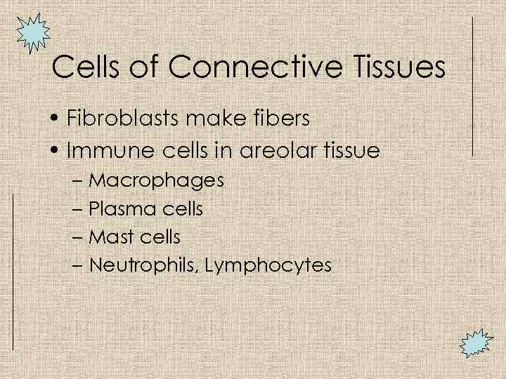 Cells of Connective Tissues • Fibroblasts make fibers • Immune cells in areolar tissue