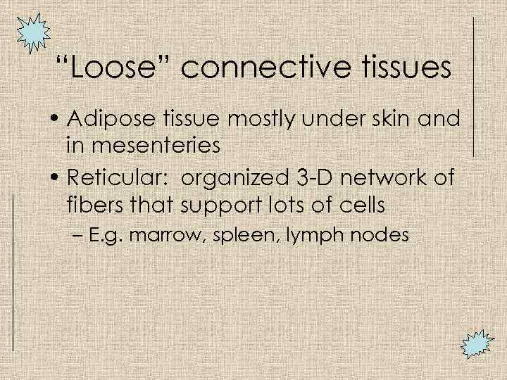 “Loose” connective tissues • Adipose tissue mostly under skin and in mesenteries • Reticular: