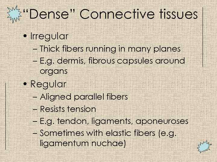 “Dense” Connective tissues • Irregular – Thick fibers running in many planes – E.