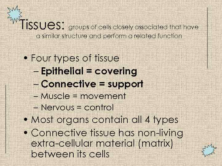 Tissues: groups of cells closely associated that have a similar structure and perform a