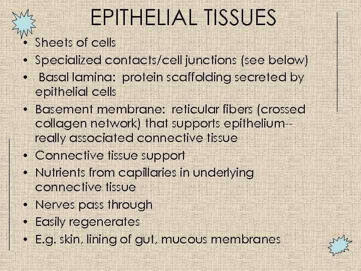 EPITHELIAL TISSUES • Sheets of cells • Specialized contacts/cell junctions (see below) • Basal