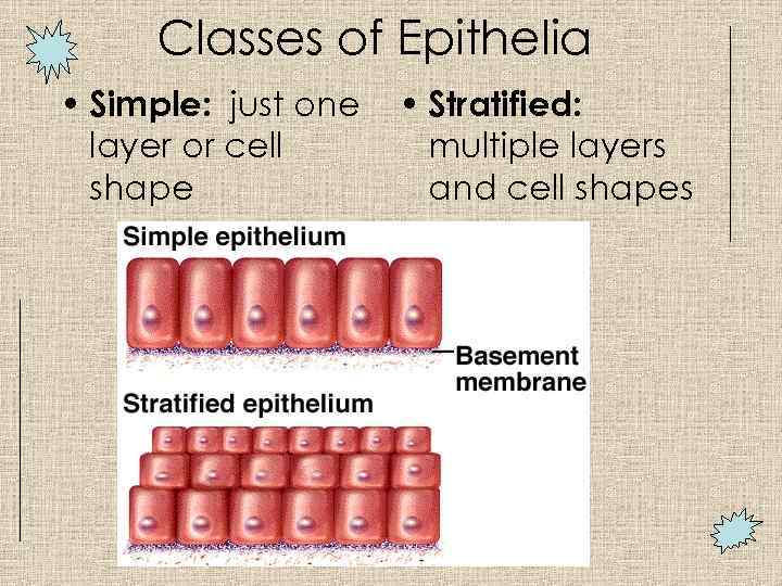 Classes of Epithelia • Simple: just one layer or cell shape • Stratified: multiple