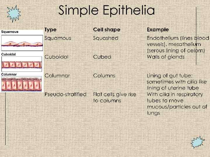 Simple Epithelia 