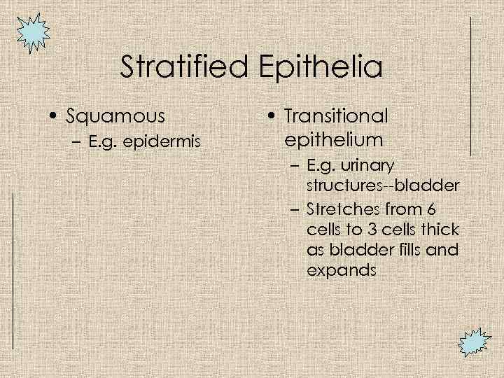 Stratified Epithelia • Squamous – E. g. epidermis • Transitional epithelium – E. g.