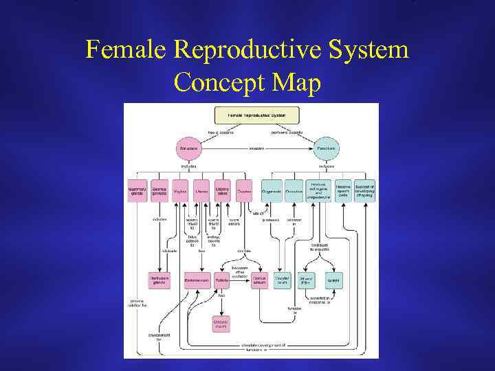 Female Reproductive System Concept Map 