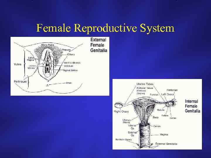 Female Reproductive System 