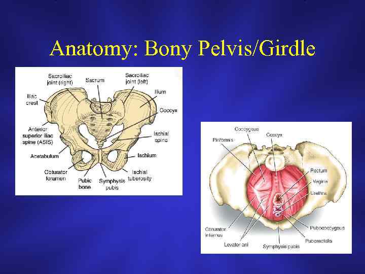 Anatomy: Bony Pelvis/Girdle 