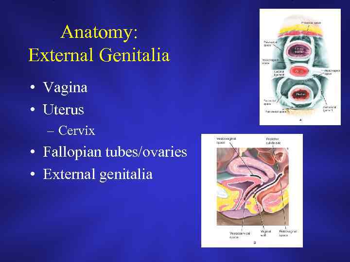 Anatomy: External Genitalia • Vagina • Uterus – Cervix • Fallopian tubes/ovaries • External