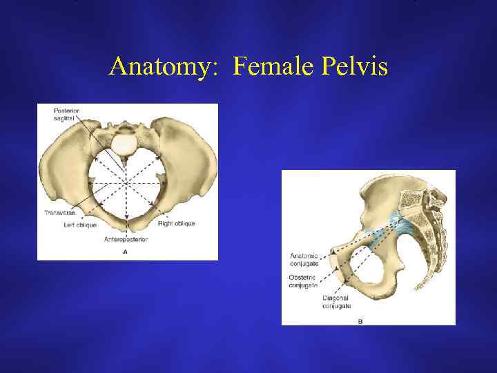 Anatomy: Female Pelvis 