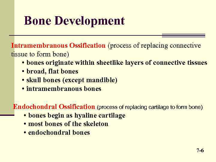 Bone Development Intramembranous Ossification (process of replacing connective tissue to form bone) • bones