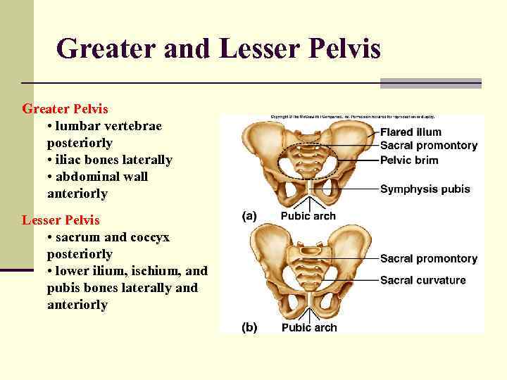 Greater and Lesser Pelvis Greater Pelvis • lumbar vertebrae posteriorly • iliac bones laterally