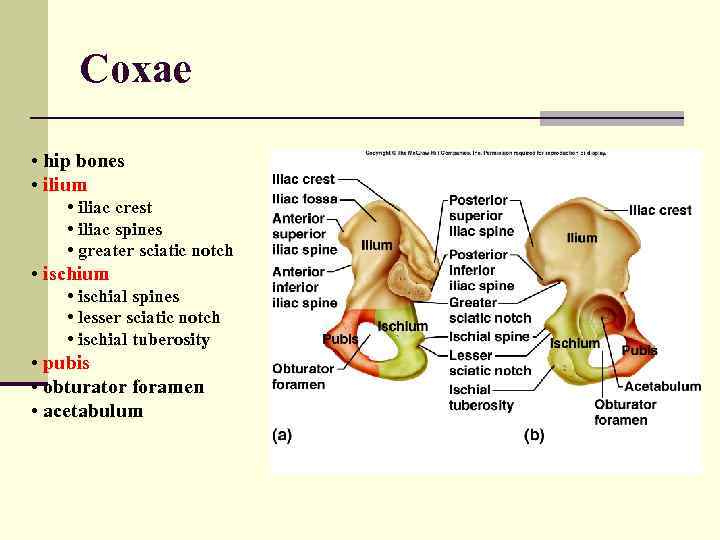 Coxae • hip bones • ilium • iliac crest • iliac spines • greater