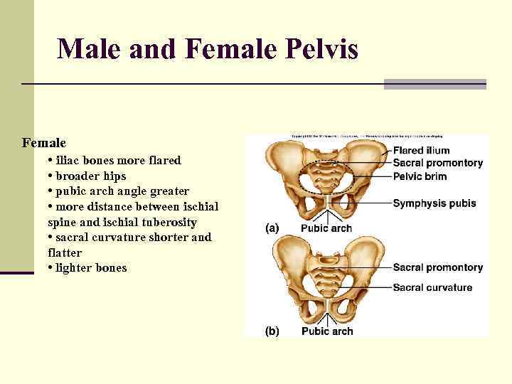 Male and Female Pelvis Female • iliac bones more flared • broader hips •