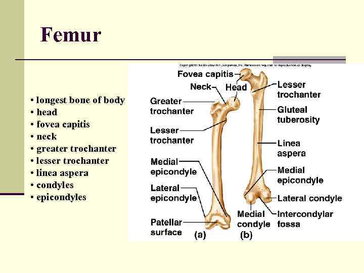 Femur • longest bone of body • head • fovea capitis • neck •