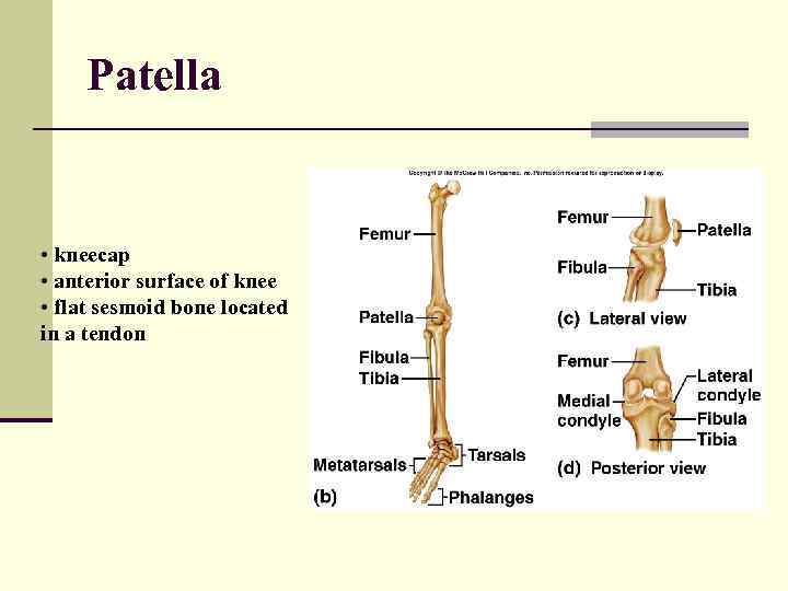 Patella • kneecap • anterior surface of knee • flat sesmoid bone located in