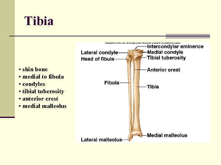 Tibia • shin bone • medial to fibula • condyles • tibial tuberosity •