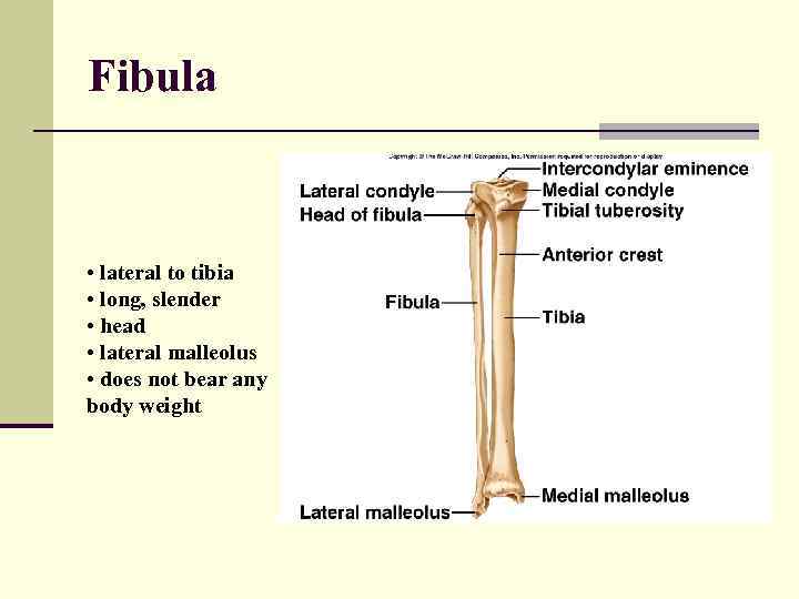 Fibula • lateral to tibia • long, slender • head • lateral malleolus •