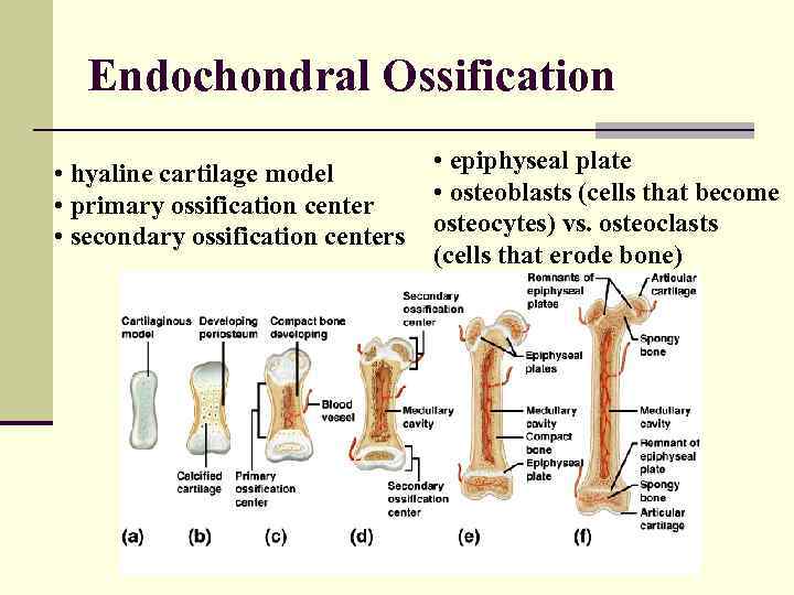 Endochondral Ossification • hyaline cartilage model • primary ossification center • secondary ossification centers